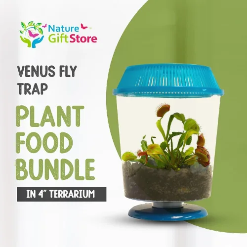 Miniatura 2 de Venus - Trampa para moscas con terrario azul de 4.5 pulgadas + plantas carnívoras paquete de alimentos con pinzas de alimentación, suelo para Tapa