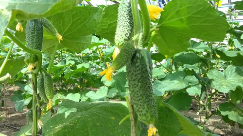 Miniatura 3 de Semillas Pepino Envy of The Neighbors F1 Hybrid Open-Polinated Vegetable for Planting Non-GMO - Tiempo de cosecha 40 días