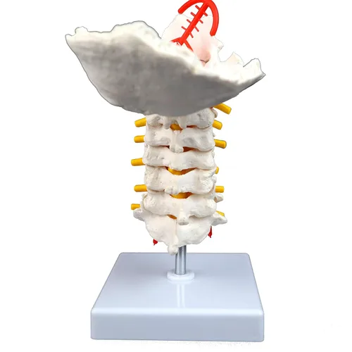 Miniatura 4 de VAV261 Columna cervical con nervios y arterias Tamaño natural, articulado 7 vértebras cervicales, discos intervertebrales Hueso occipital