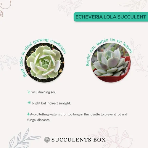 Miniatura 4 de Echeveria Lola - Planta suculenta saludable Echeveria Live de fácil cuidado para interiores, totalmente arraigada en tamaños de 2/4/6 pulgadas