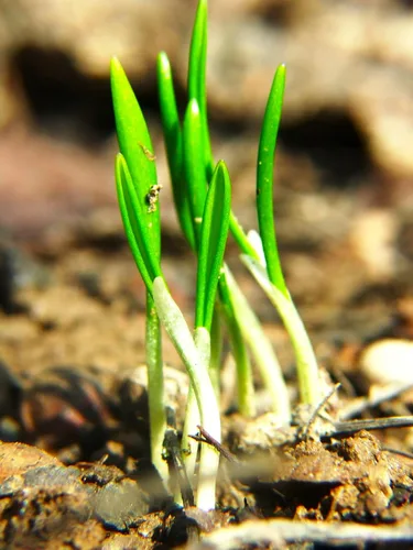 Miniatura 6 de Wild Garlic Ramsons Buckrams Wild Onion 40 semillas sin OMG para plantar