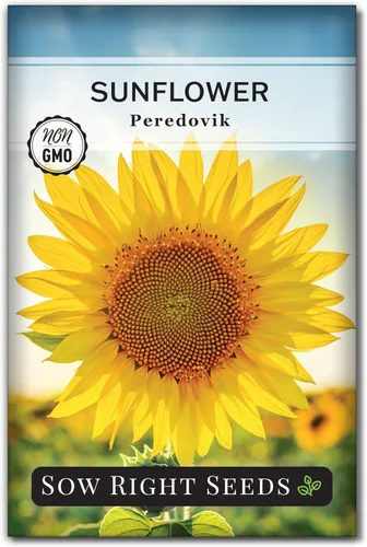 Sow Right Seeds - Semillas de girasol Peredovik para plantar - Paquete de reliquia sin OMG con instrucciones para el cultivo - Flor solar negra rusa