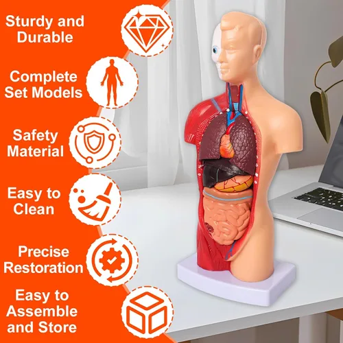 Miniatura 5 de Wadoy Conjunto de modelos de anatomía humana, cerebro, cuerpo del torso humano, corazón, modelo de esqueleto, modelos de anatomía para estudiantes