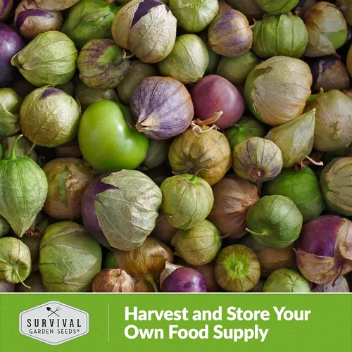 Miniatura 6 de Semillas de tomatillo morado para plantar, tomate de cáscara mexicana de reliquia, vegetal polinizado abierto sin OMG de alto rendimiento para salsa