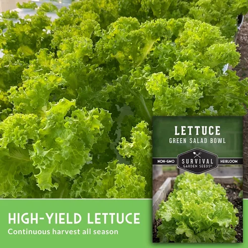 Miniatura 5 de Semillas de lechuga verde para plantar, semillas de lechuga de hojas verdes resistentes al calor para cultivo de jardín, variedad tradicional