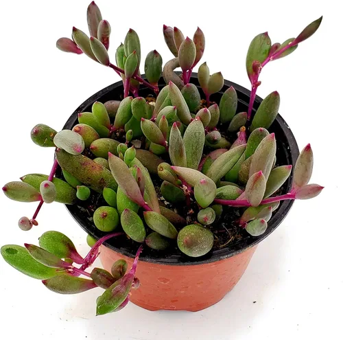 Miniatura 11 de Cadena de perlas (Senecio Rowleyanus) - Plantas vivas rastreras totalmente enraizadas y en floración - Rara planta de interior para decoración