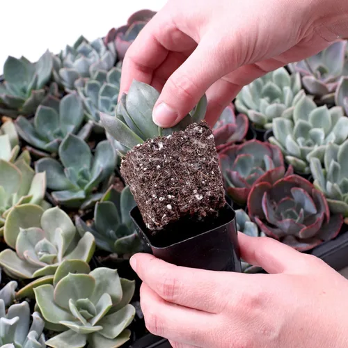 Miniatura 3 de Mountain Crest Gardens Echeveria - Paquete de suculentas a granel – 25 plantas de roseta vivas, 5 de cada una de 5 variedades, enraizadas en macetas