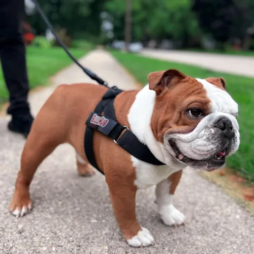Miniatura 8 de BULLHUG Arnés ajustable para perro, sin tirones, sin estrangulamiento, para bulldogs ingleses, bulldogs franceses, pugs y razas de pecho ancho, Negro