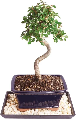Brussel's - Árbol bonsái de olmo chino vivo para exteriores, 5 años de edad; 10 a 14 pulgadas de alto con recipiente decorativo, bandeja de humedad