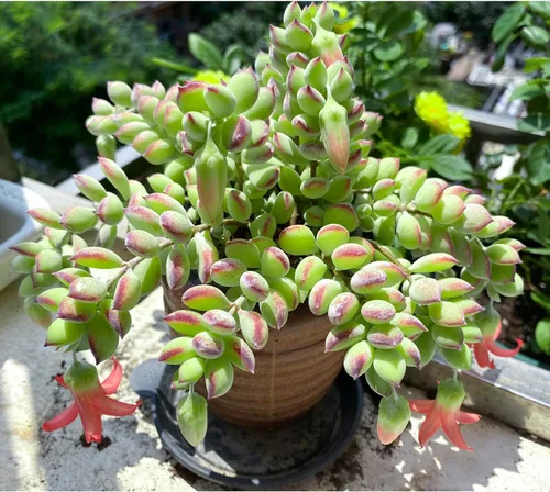 Miniatura 3 de Cotyledon Pendens de 4 pulgadas, suculenta viva completamente enraizada en macetas con mezcla de tierra, planta doméstica rara para la decoración