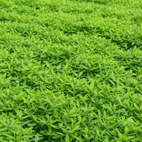 Miniatura 5 de Mezcla de semillas para cultivo sin labranza y cubierta de jardín y huerto - 2.27 Kg - Mezcla de semillas para cultivo de cubierta de jardín: vezo