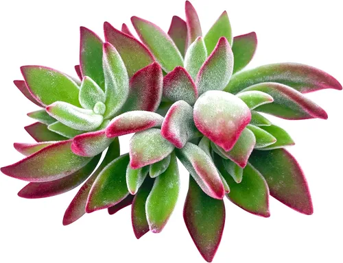 Miniatura 8 de Tallos de Suculentas Vivas (3 Sedum Morganianum Colas de Burro), Plantas Suculentas Vivas, Planta Suculenta SIN Raíces, Plantas de Casa Vivas