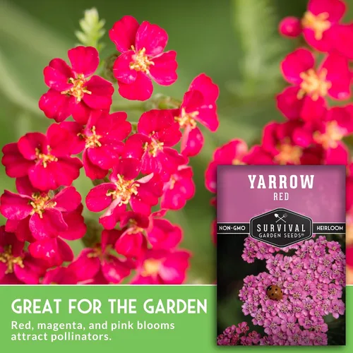 Miniatura 3 de Semillas de milenrama roja o rosa para plantar, hierbas medicinales tradicionales y semillas de flores perennes, flores amigables con polinizadores