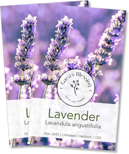 Miniatura 4 de Gaea's Blessing Semillas – Semillas de lavanda inglesa – Semillas tradicionales sin OMG con instrucciones fáciles de seguir – Vera True Lavender