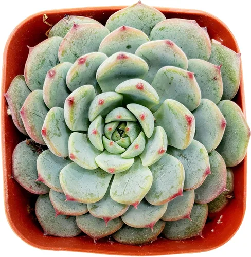 Miniatura 10 de Fat Plants San Diego Live Echeveria Planta Suculenta Híbrida, Lola