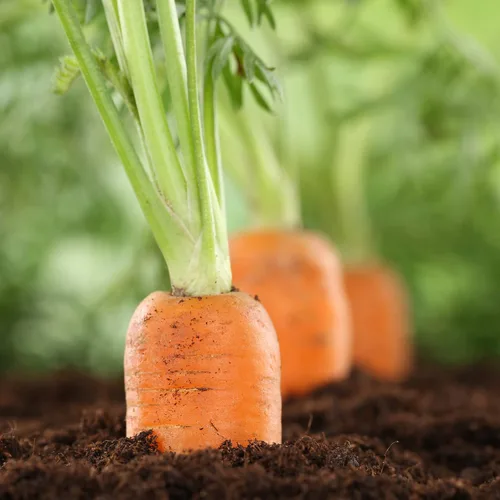 Miniatura 3 de Big A Fertilizante de zanahoria y fertilizantes de raíces - Fertilizante premium para zanahorias y huerto - Alimento orgánico para plantas