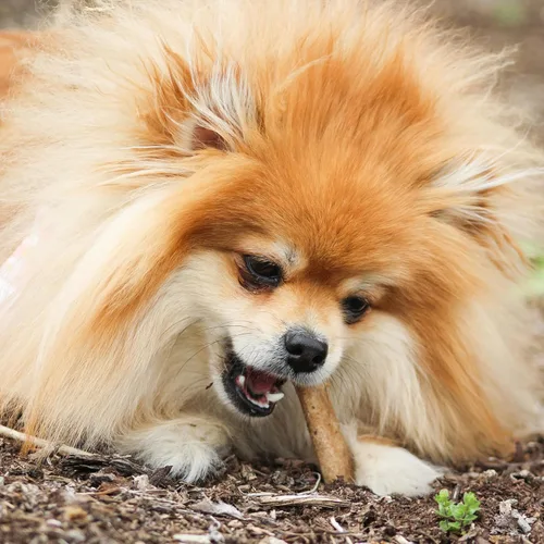 Miniatura 5 de Nylabone Healthy Edibles Masticables Naturales para Perros Golosinas Masticables de Larga Duración para Perros, Sabor a Carne Asada y Pollo