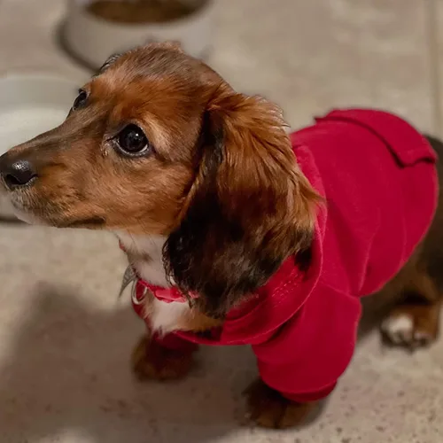 Jecikelon Sudadera con Capucha de Invierno para Perro con Bolsillos Ropa Cálida para Perros Pequeños Abrigo Chihuahua Ropa para Cachorro Gato Rojo