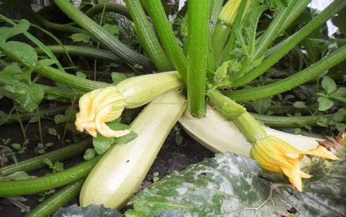 Miniatura 2 de Semillas Calabacín Tipo Arbusto Blanco Heirloom Vegetal No GMO