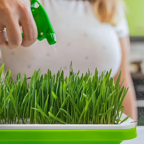 Miniatura 4 de Paquete de 10 bandejas de germinación de semillas con orificios de drenaje, bandeja de germinación de semillas sin BPA, bandeja de vivero, sin