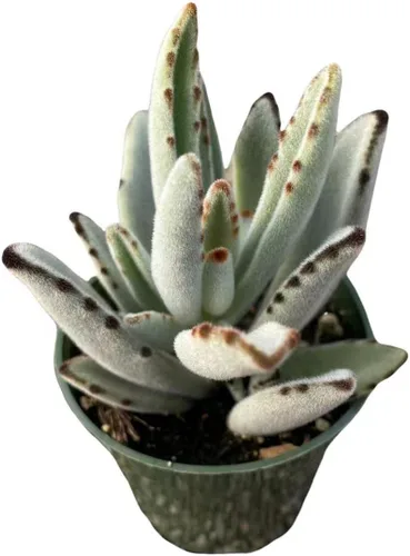 Miniatura 2 de Plantas de cactus suculentas vivas de USKC (cadena de reloj abigarrada Crassula Muscosa de 2 pulgadas)