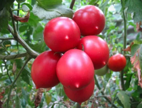 Miniatura 3 de Semillas de tomate rosa De-Barao Determinar vegetales no transgénicos para plantar