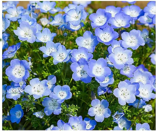1500 semillas de flores silvestres Baby Blue Eyes - Flores silvestres nativas de California - Nemophila Menziesii Seeds