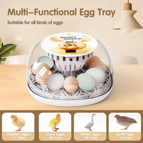 Miniatura 7 de Incubadoras para incubar huevos de codorniz, 12 huevos con giro automático de huevos y control de humedad, visualización de 360° para pollo, patos