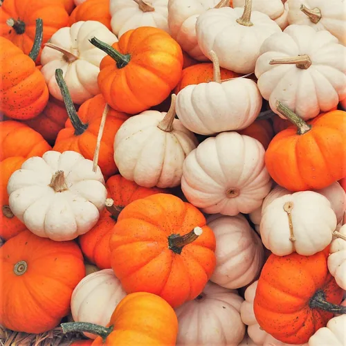 TomorrowSeeds - Semillas de calabazas mini mixtas - Más de 30 unidades - para plantar 2025 mezcla de naranja blanca Baby Boo, Jack- Be-Little,