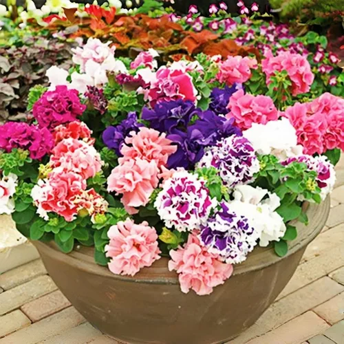 295 semillas de petunia: petunia fácil de cultivar, planta de arrastre de floración densa, anual amante del sol para paisajismo al aire libre