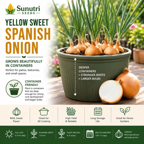 Miniatura 6 de Semillas de cebolla española dulce amarilla para plantar – Variedad de cebolla bulbante de día largo – Cebollas dulces suaves grandes para jardines