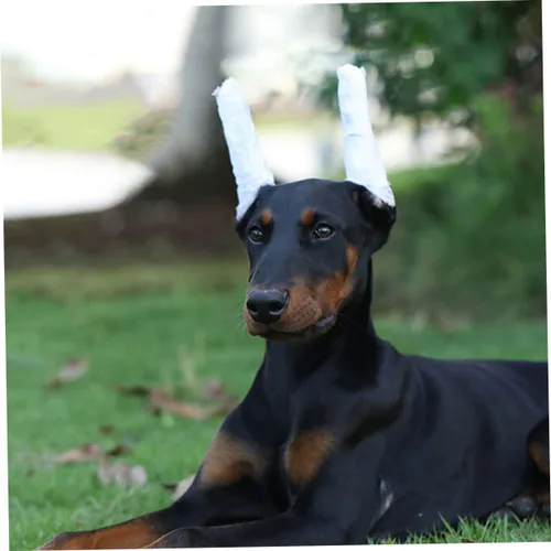 Miniatura 9 de 1 juego de orejas de búfalo para perros, gotas para orejas de perro, adhesivo para orejas de perro, toallitas limpiadoras de orejas para cachorros