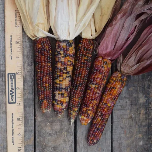 TomorrowSeeds - Semillas de maíz ornamentales de arco iris de cáscara roja - Más de 50 unidades - para plantar maíz colorido nativo americano otoño