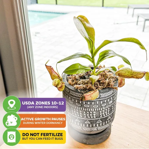 Miniatura 5 de Planta de jarra St. Gaya - Nepenthes carnívora de Wellspring Gardens - Jarrones únicos, fácil cuidado, planta de interior, impresionante planta