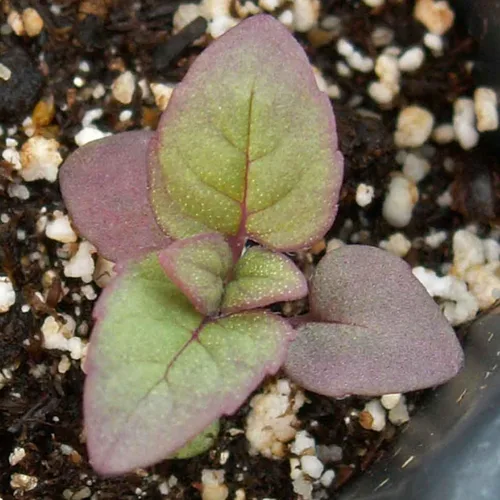 Miniatura 7 de Seed Needs Semillas de bálsamo de abeja para plantar bergamota silvestre, reliquia y flores perennes de polinización abierta para cultivar un jardín