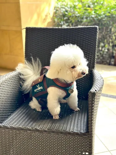 Miniatura 2 de Wakytu Arnés de elevación para perro, arnés VES ajustable para perro, correa ajustable para perro con bolsa pequeña para golosinas para cachorros