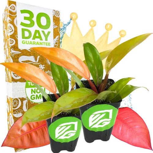 Miniatura 8 de Philodendron Prince of Orange - Philodendron by Wellspring Gardens - Vibrante y fácil cuidado para interiores - Planta exterior con color dinámico