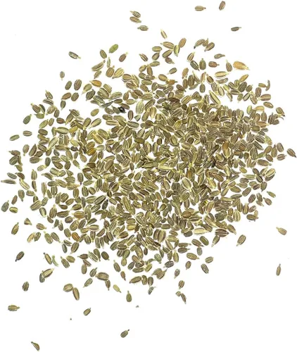 Miniatura 6 de Seed Needs, Tendersweet Semillas de zanahoria – 800 semillas de reliquia para plantar Daucus carota – Cultivadas en casa sin OMG y sin tratar
