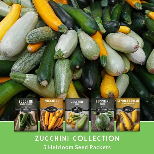Miniatura 3 de Survival Garden Seeds Bóveda de semillas de la colección Calabacín y Calabacín – Semillas de reliquia sin OMG para plantar verduras – Surtido