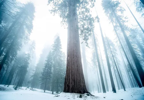 Miniatura 8 de Plantón pequeño de secoya gigante (sequoiadendron giganteum)