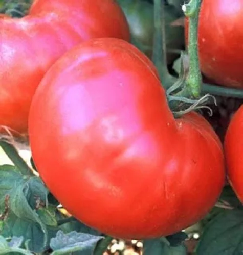 Miniatura 2 de Semillas de tomate Ponderosa Roja de 100 Conte,marca "COOL BEANS N SPROUTS". Heirloom. No-OMG. Jardinería en casa.