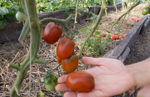 Miniatura 6 de Semillas Verduras Tomate Negro De Barao - 40 Semillas