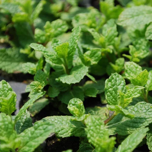 Miniatura 3 de Bonnie Plants Sweet Mint Live - Planta aromática comestible de hierba, paquete de 4, fácil de cultivar, sin OMG, perenne en las zonas 5 a 11