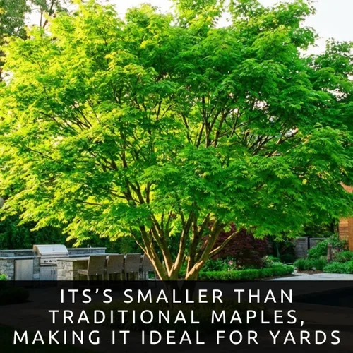 Miniatura 6 de Amur Maple Tree - Plantas vivas (Acer ginnala) – Follaje de otoño rojo brillante – Árbol ornamental resistente – Arce compacto de rápido crecimiento