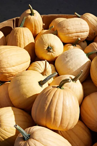 Miniatura 4 de TomorrowSeeds - Semillas de calabaza Dickinson - Paquete de más de 20 unidades - para 2024 (Kentucky Field), parche de bronceado, calabazas