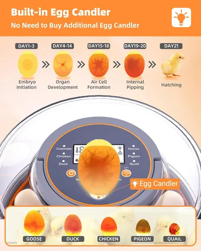 Miniatura 6 de Incubadoras para incubar huevos, 12 incubadoras de pollo con giro automático de huevos y control de humedad, suministros acogedores con vela