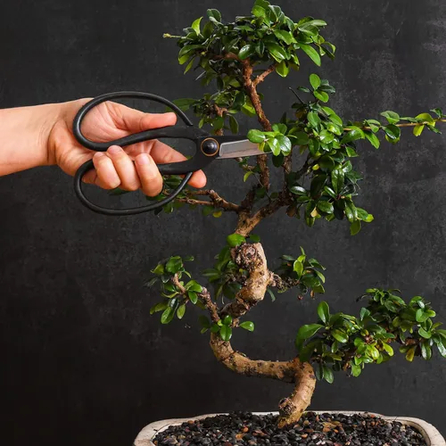 Miniatura 4 de Tijeras profesionales de mariposa bonsái - Herramientas de bonsái para podar y recortar plantas, tijeras afiladas, herramientas manuales
