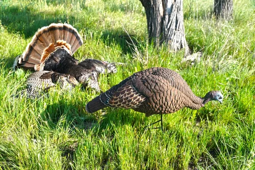 Miniatura 5 de MOJO Outdoors Turkey Hunting Decoys and Accessories