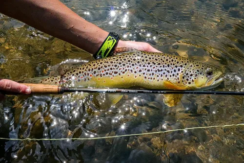 Miniatura 2 de Temple Fork Outfitters Blue Ribbon Fast Action Freshwater Fly Rod