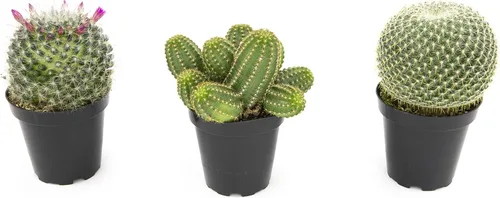 Miniatura 2 de Altman Plants, Surtido de Plantas de Cactus Plantas Vivas (3PK), Planta de Cactus Plantas Suculentas Vivas Decoración de Cactus Vivos, Plantas